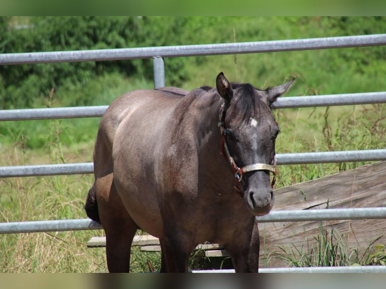 American Quarter Horse Giumenta 2 Anni 150 cm Può diventare grigio in Schwarzach