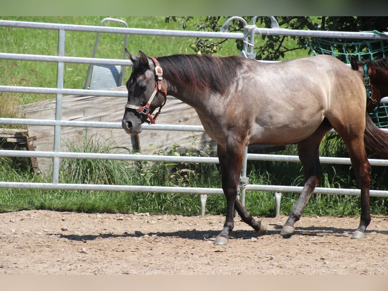 American Quarter Horse Giumenta 2 Anni 150 cm Può diventare grigio in Schwarzach