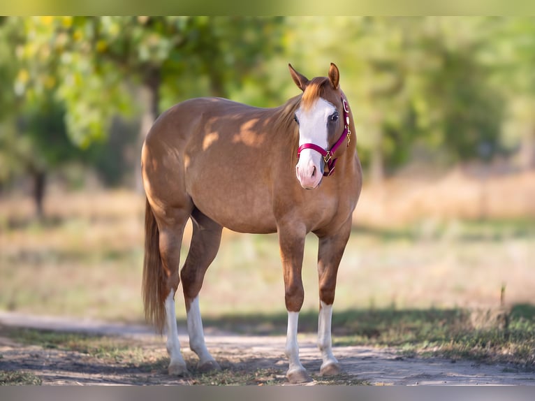 American Quarter Horse Giumenta 2 Anni 150 cm Red dun in Sankt Leon-RotSt. Leon-Rot