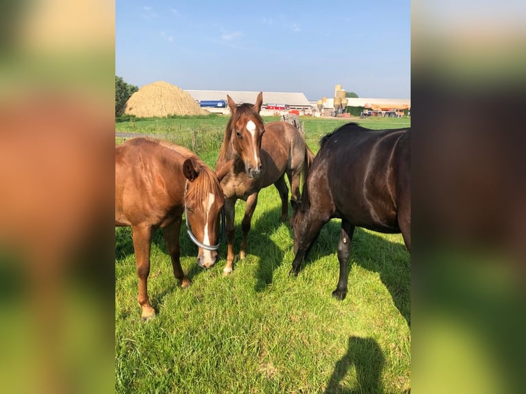 American Quarter Horse Giumenta 2 Anni 150 cm Roano rosso in Sint-Joris