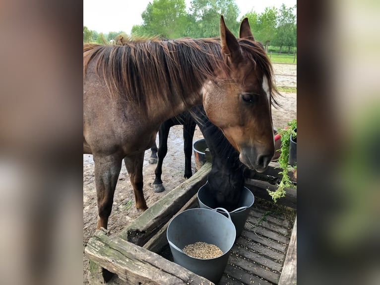 American Quarter Horse Giumenta 2 Anni 150 cm Roano rosso in Sint-Joris