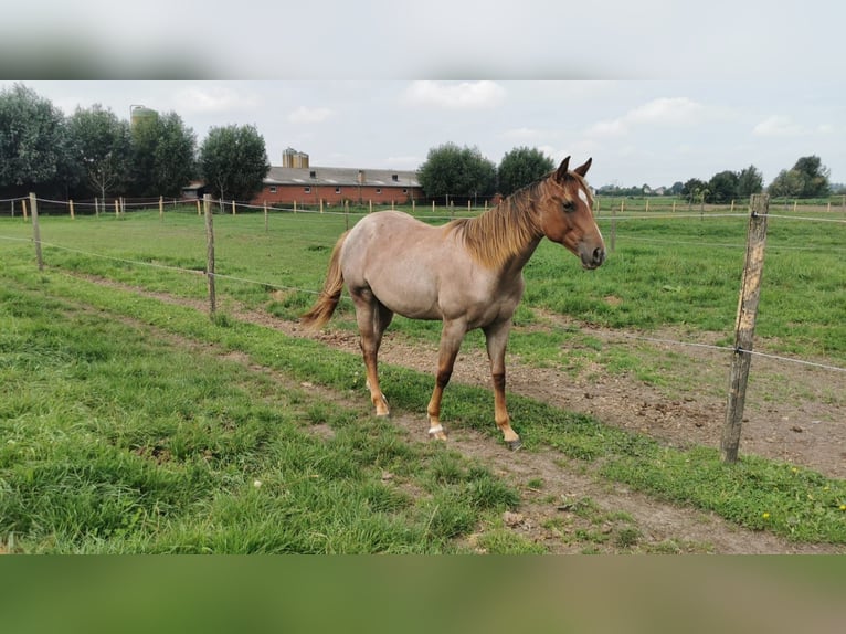 American Quarter Horse Giumenta 2 Anni 150 cm Roano rosso in Sint-Joris