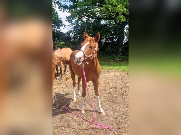 American Quarter Horse Giumenta 2 Anni 150 cm Sauro in Celle