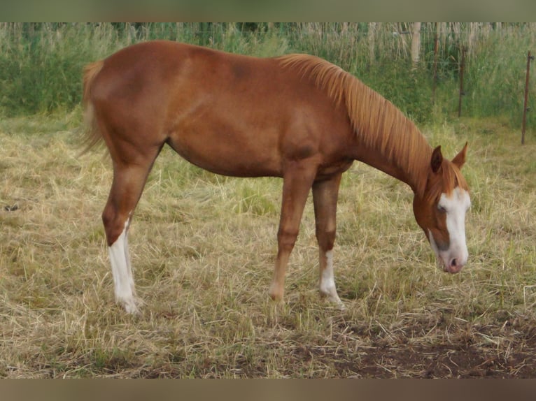 American Quarter Horse Giumenta 2 Anni 150 cm Sauro in Treuenbrietzen