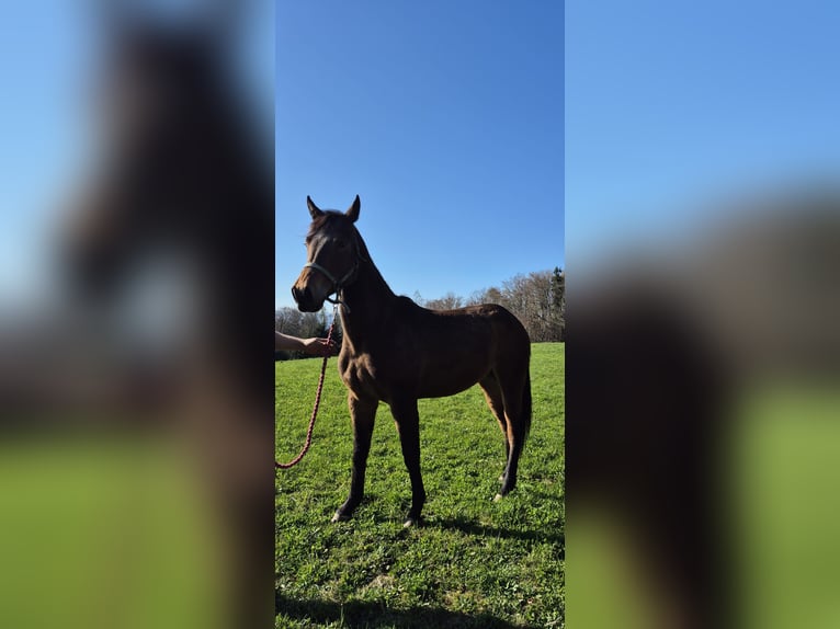 American Quarter Horse Giumenta 2 Anni 150 cm Sauro in Hitzendorf
