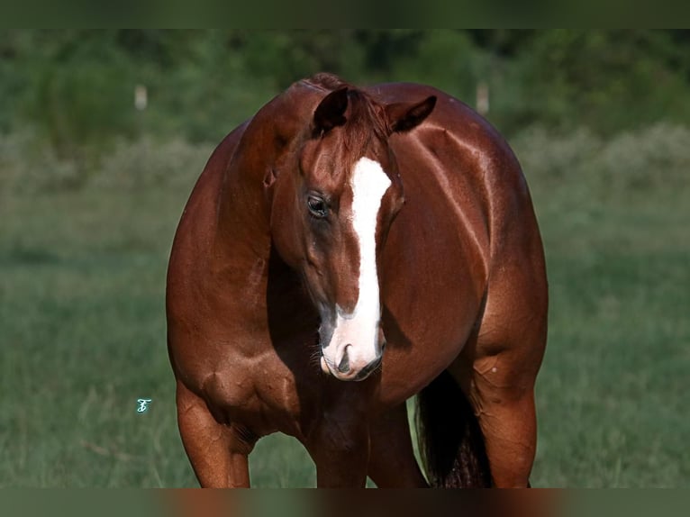 American Quarter Horse Giumenta 2 Anni 150 cm Sauro ciliegia in Carthage, TX