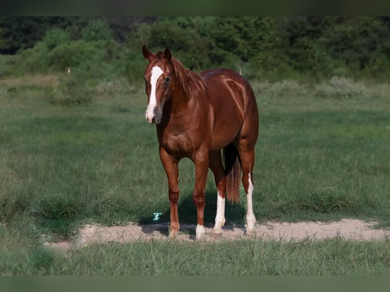 American Quarter Horse Giumenta 2 Anni 150 cm Sauro ciliegia in Carthage, TX