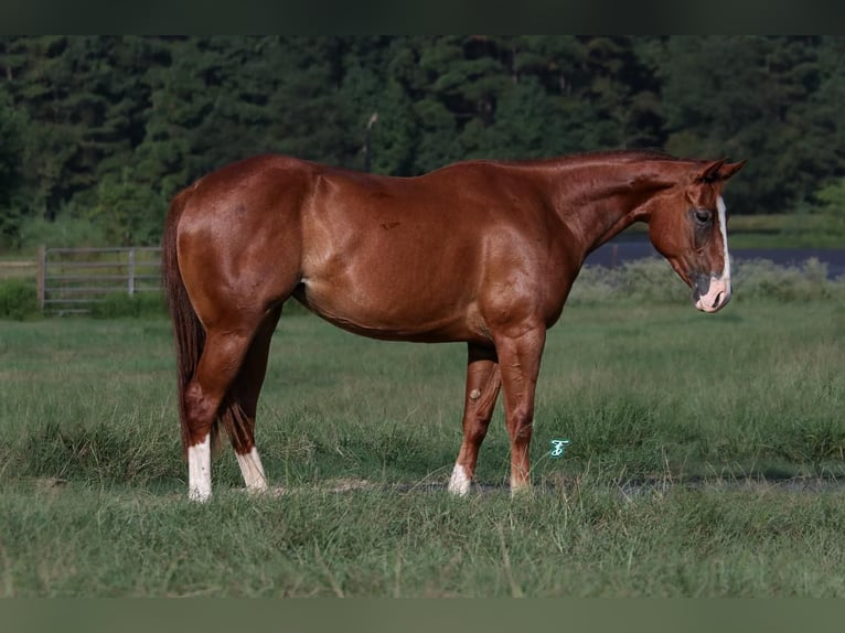 American Quarter Horse Giumenta 2 Anni 150 cm Sauro ciliegia in Carthage, TX