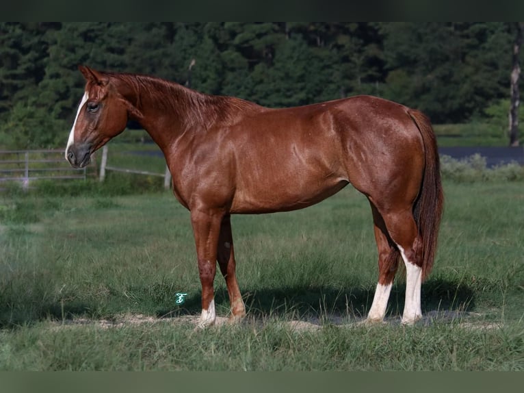 American Quarter Horse Giumenta 2 Anni 150 cm Sauro ciliegia in Carthage, TX