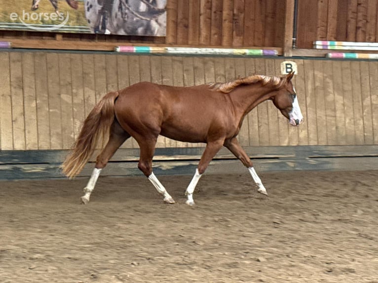American Quarter Horse Giumenta 2 Anni 150 cm Sauro in Liebenau