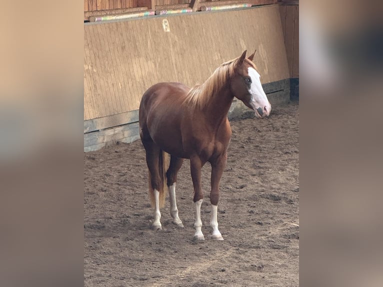 American Quarter Horse Giumenta 2 Anni 150 cm Sauro in Liebenau