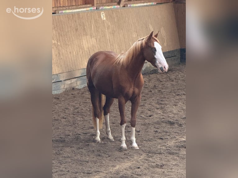 American Quarter Horse Giumenta 2 Anni 150 cm Sauro in Liebenau