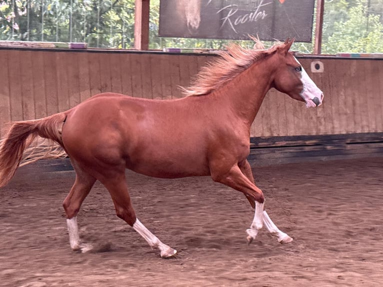 American Quarter Horse Giumenta 2 Anni 150 cm Sauro in Liebenau