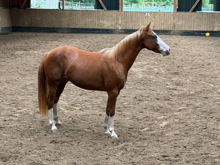 American Quarter Horse Giumenta 2 Anni 150 cm Sauro in Liebenau