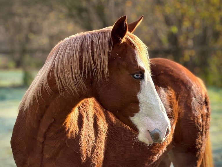American Quarter Horse Giumenta 2 Anni 150 cm Sauro in Liebenau