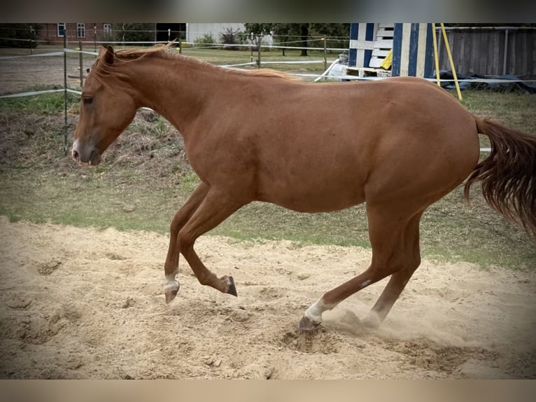 American Quarter Horse Giumenta 2 Anni 150 cm Sauro in Neustadt am Rübenberge