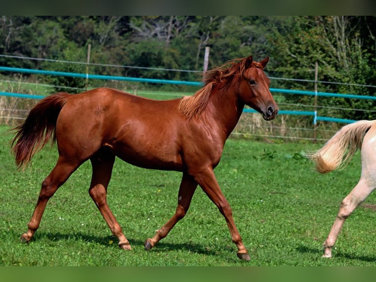 American Quarter Horse Giumenta 2 Anni 150 cm Sauro in Hellenthal