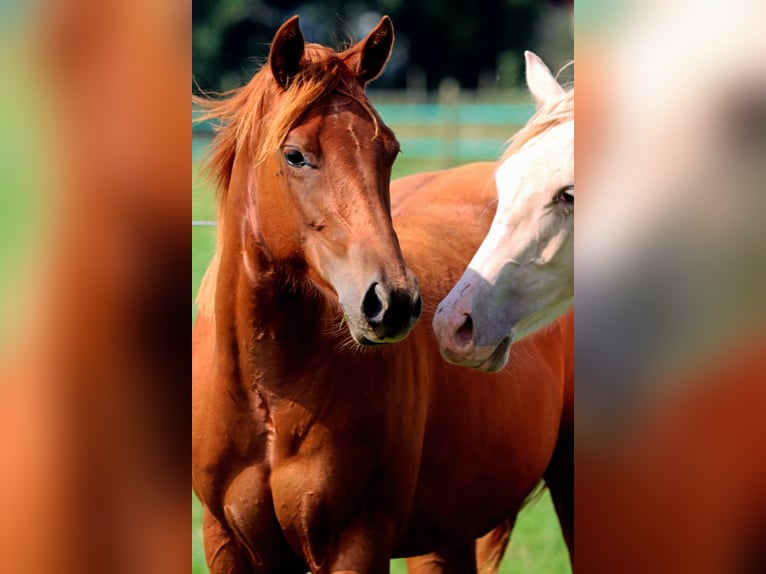 American Quarter Horse Giumenta 2 Anni 150 cm Sauro in Hellenthal