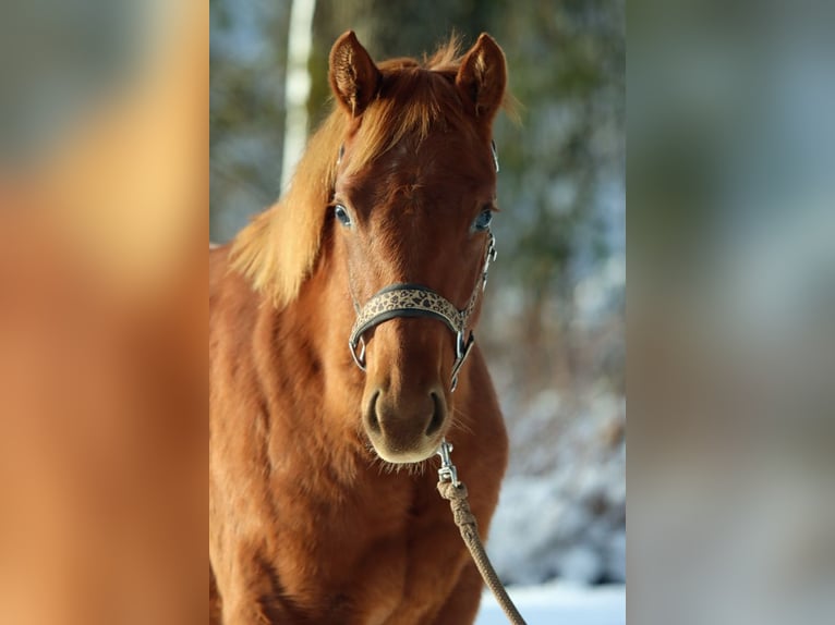 American Quarter Horse Giumenta 2 Anni 150 cm Sauro in Hellenthal