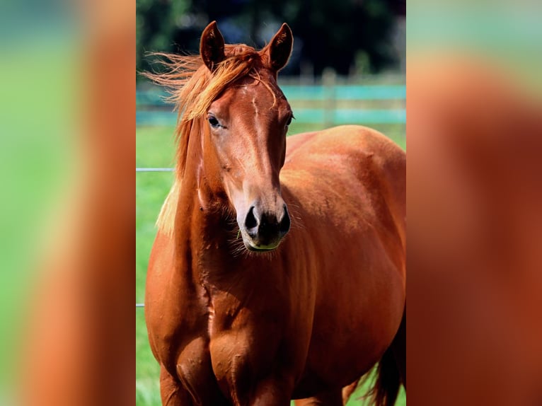 American Quarter Horse Giumenta 2 Anni 150 cm Sauro in Hellenthal