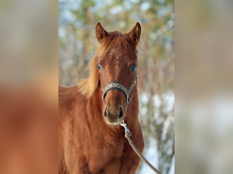 American Quarter Horse Giumenta 2 Anni 150 cm Sauro in Hellenthal