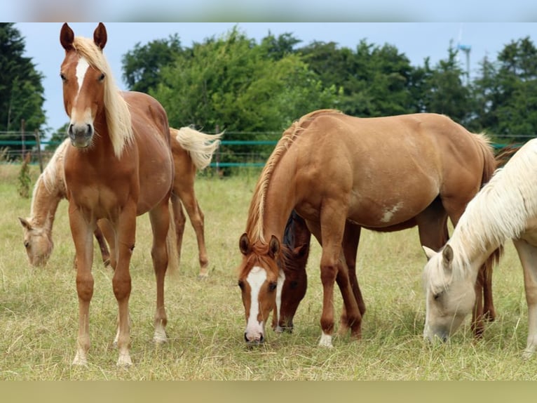 American Quarter Horse Giumenta 2 Anni 150 cm Sauro in Hellenthal