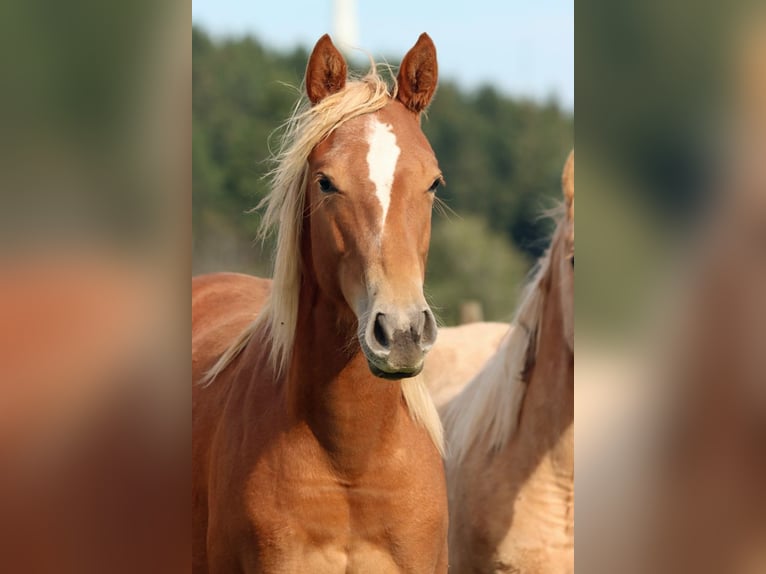 American Quarter Horse Giumenta 2 Anni 150 cm Sauro in Hellenthal