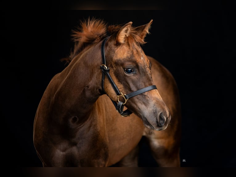 American Quarter Horse Giumenta 2 Anni 150 cm Sauro in Kemnath