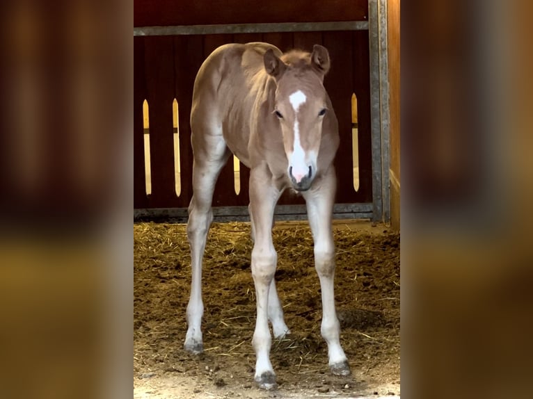 American Quarter Horse Giumenta 2 Anni 150 cm Sauro in Lamprechtshausen