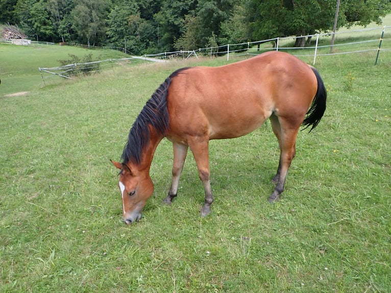 American Quarter Horse Giumenta 2 Anni 150 cm Sauro scuro in Bernried