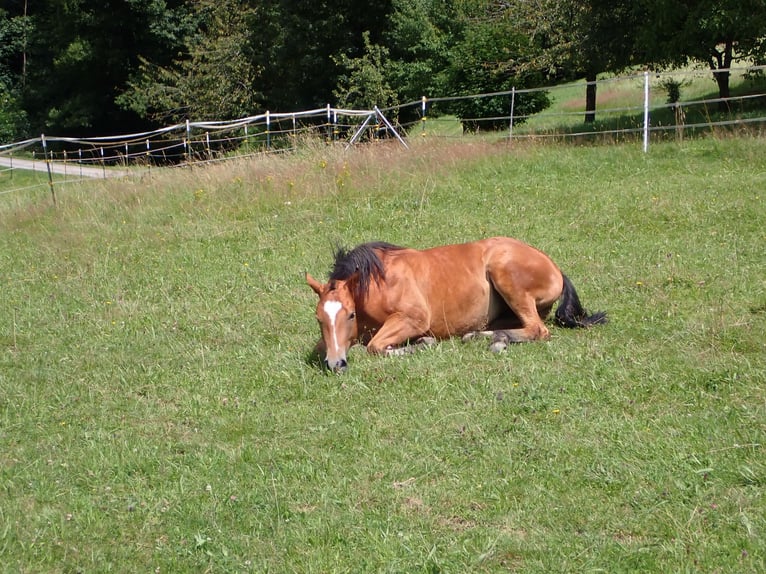 American Quarter Horse Giumenta 2 Anni 150 cm Sauro scuro in Bernried