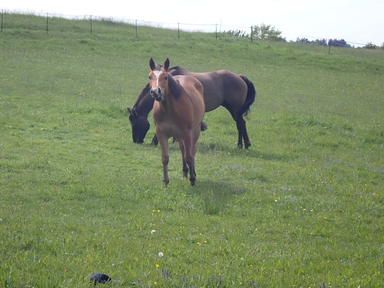 American Quarter Horse Giumenta 2 Anni 150 cm Sauro scuro in Bernried