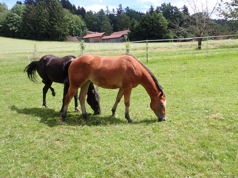 American Quarter Horse Giumenta 2 Anni 150 cm Sauro scuro in Bernried