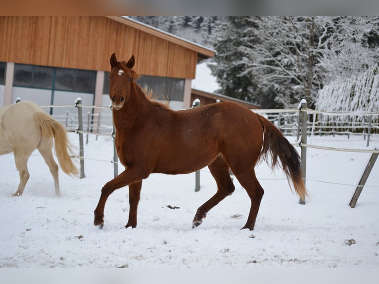 American Quarter Horse Giumenta 2 Anni 150 cm Sauro scuro in Thalgau