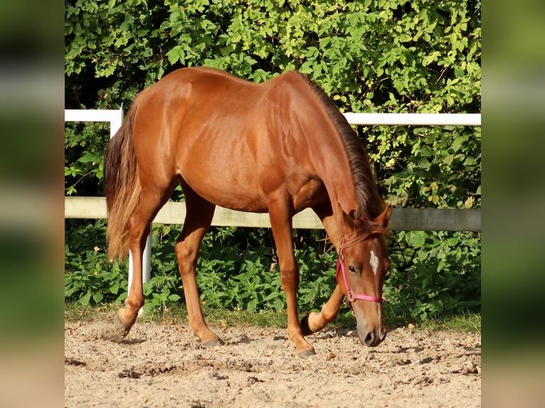 American Quarter Horse Giumenta 2 Anni 150 cm Sauro scuro in Stade