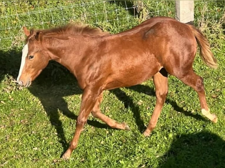 American Quarter Horse Giumenta 2 Anni 150 cm Sauro scuro in Wasserburg am Inn