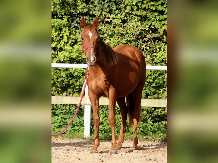 American Quarter Horse Giumenta 2 Anni 150 cm Sauro scuro in Stade