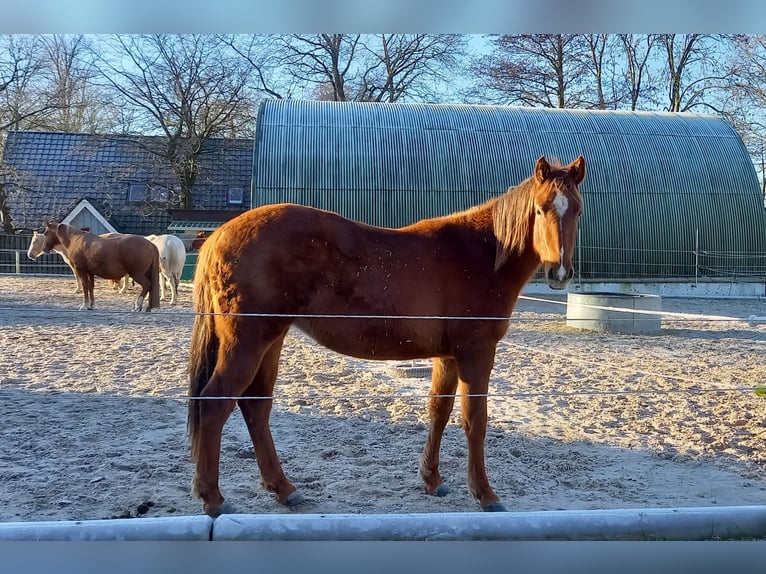 American Quarter Horse Giumenta 2 Anni 151 cm Sauro scuro in Stade