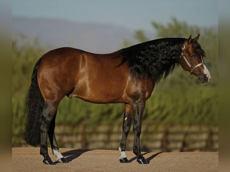 American Quarter Horse Giumenta 2 Anni 151 cm Sauro scuro in Stade