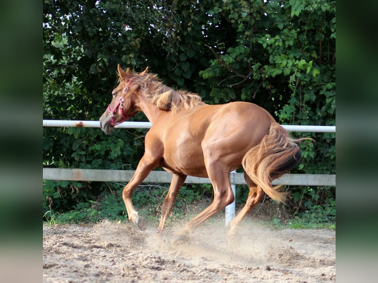 American Quarter Horse Giumenta 2 Anni 151 cm Sauro scuro in Stade