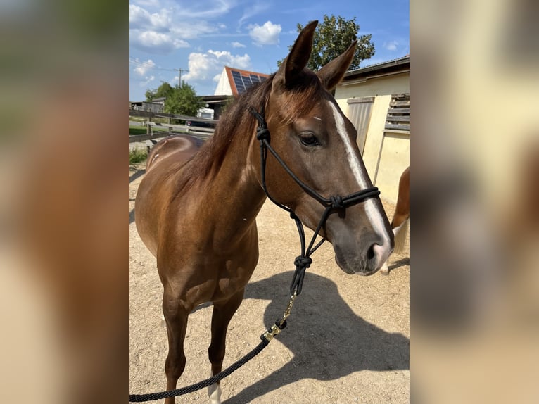 American Quarter Horse Giumenta 2 Anni 151 cm Sauro scuro in Freystadt