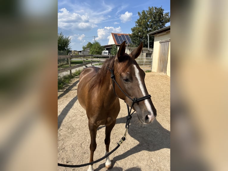 American Quarter Horse Giumenta 2 Anni 151 cm Sauro scuro in Freystadt