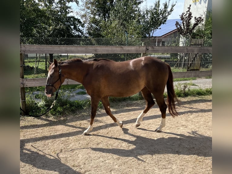 American Quarter Horse Giumenta 2 Anni 151 cm Sauro scuro in Freystadt