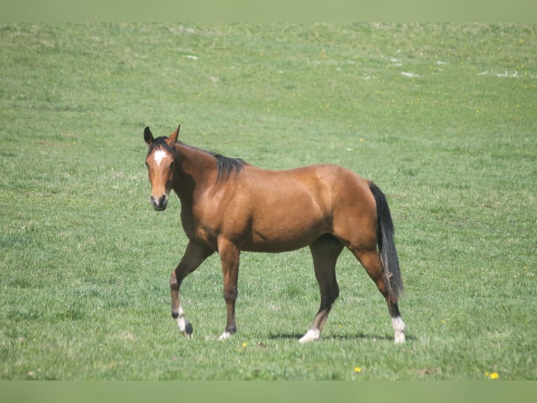 American Quarter Horse Giumenta 2 Anni 152 cm Baio in Haigerloch
