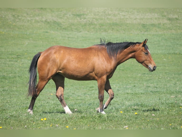American Quarter Horse Giumenta 2 Anni 152 cm Baio in Haigerloch
