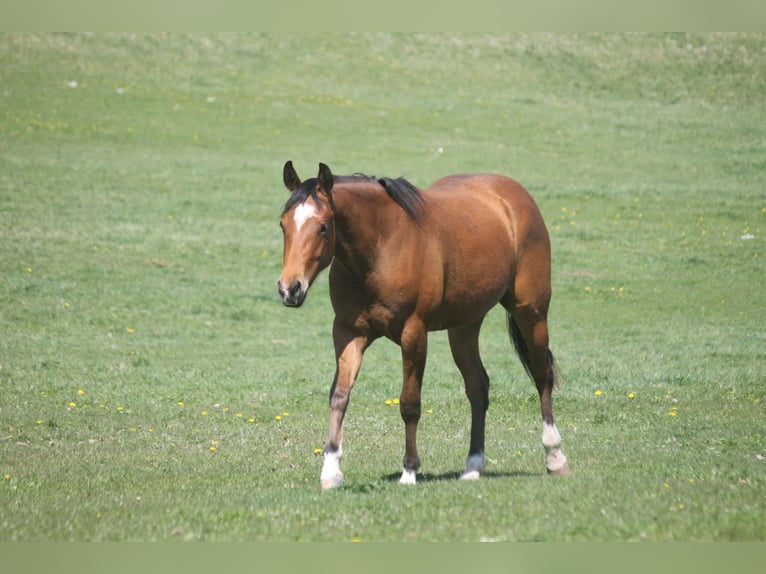 American Quarter Horse Giumenta 2 Anni 152 cm Baio in Haigerloch