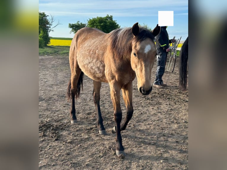 American Quarter Horse Giumenta 2 Anni 152 cm Baio chiaro in Querfurt
