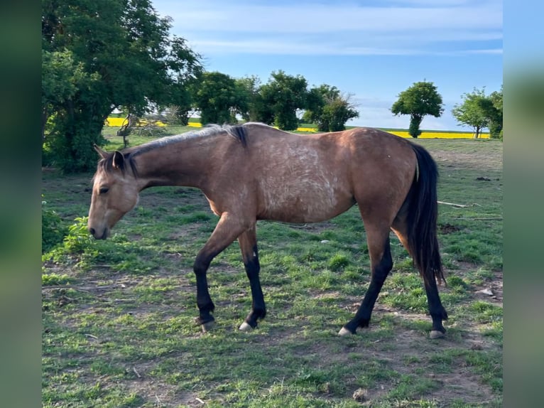 American Quarter Horse Giumenta 2 Anni 152 cm Baio chiaro in Querfurt