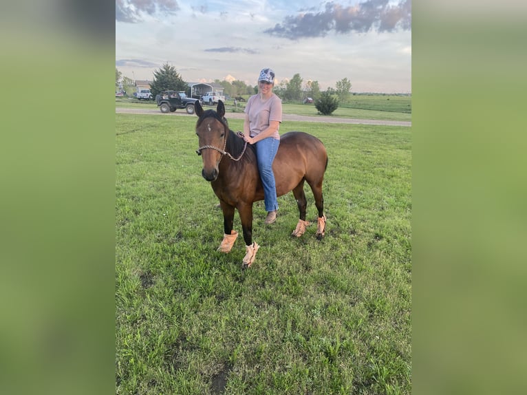 American Quarter Horse Giumenta 2 Anni 152 cm Baio ciliegia in El Dorado