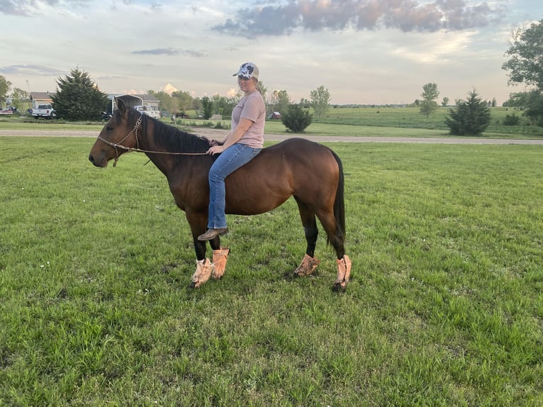 American Quarter Horse Giumenta 2 Anni 152 cm Baio ciliegia in El Dorado